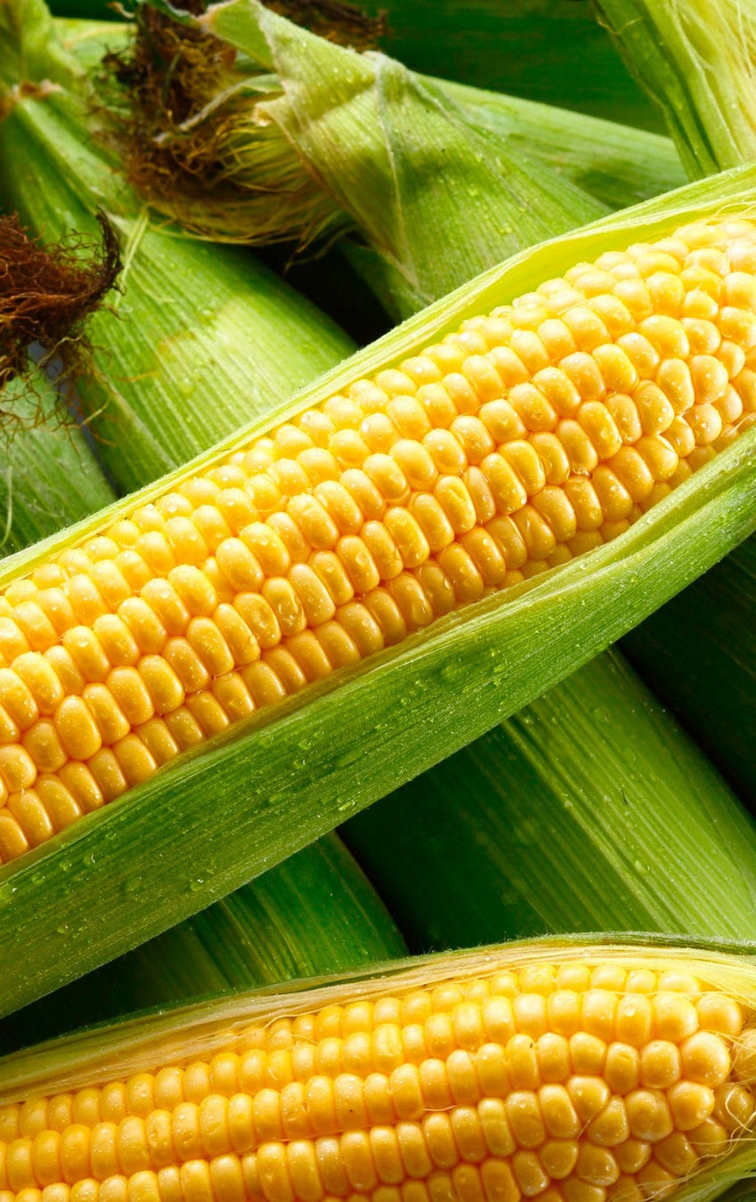 Close-up of two ears of corn with green leaves. Fresh produce from Billy Tong.