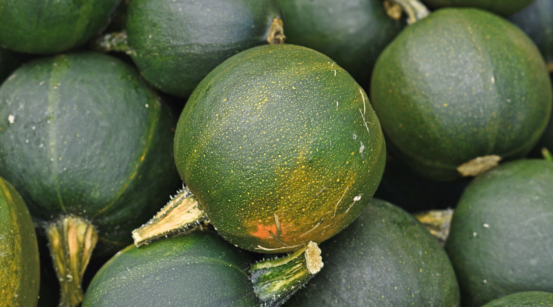 Close-up of green pumpkins with a blurred background
